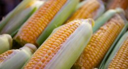 Let's a look at "corn nutrition" Corn is a starchy vegetable that is used in many different dishes. It is also a common food for animals.