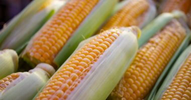 Let's a look at "corn nutrition" Corn is a starchy vegetable that is used in many different dishes. It is also a common food for animals.