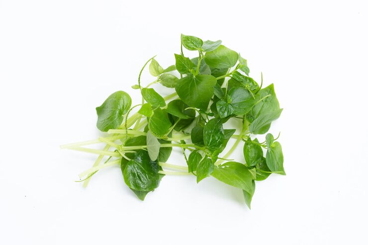Peperomia Pellucida Health Benefits And Side Effects: Medicinal Value