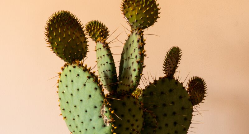 Benefits of Cactus Plant For Skin