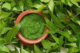 Is Neem Leaves Good For Fungal Infection? Dogoyaro Leaf Benefits