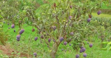 Purple Mangoes Health Benefits: Use, And Why It’s The World’s Costliest Mango