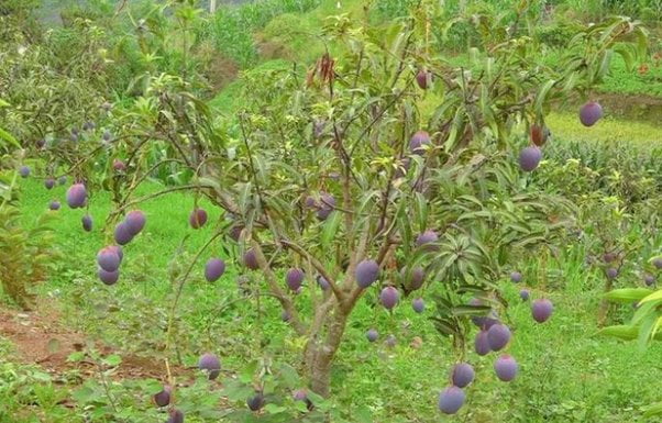 Purple Mangoes Health Benefits: Use, And Why It’s The World’s Costliest Mango