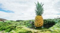 27 Impressive Health Benefits Of Eating Pineapple Fruit