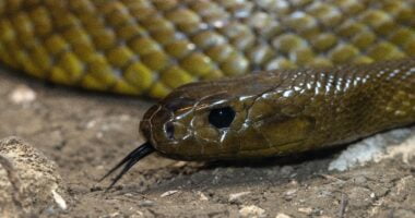 How do you know if a snake doesn't have venom?