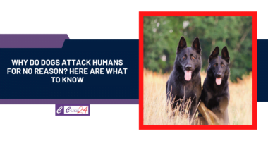 Why Do Dogs Attack Humans For No Reason? Here Are What To Know