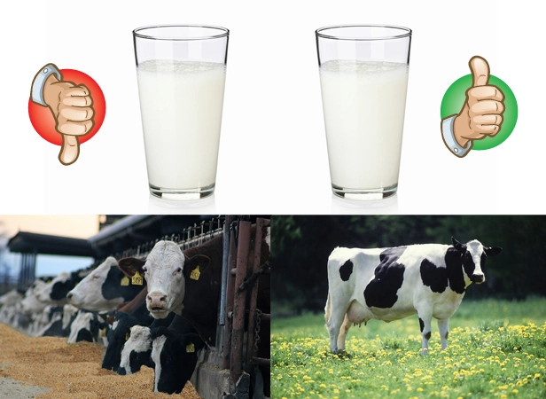 Organic vs. Regular Milk: Which One Is Better For You?
