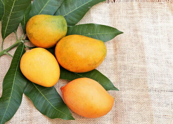 Mango: 8 Potential Health Benefits of Mango Leaves