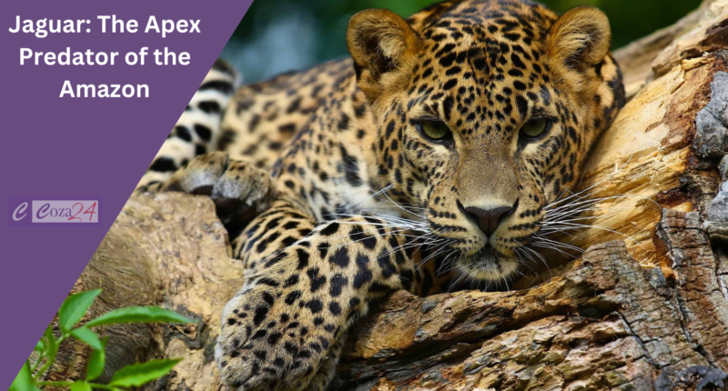 Jaguar: The Apex Predator of the Amazon