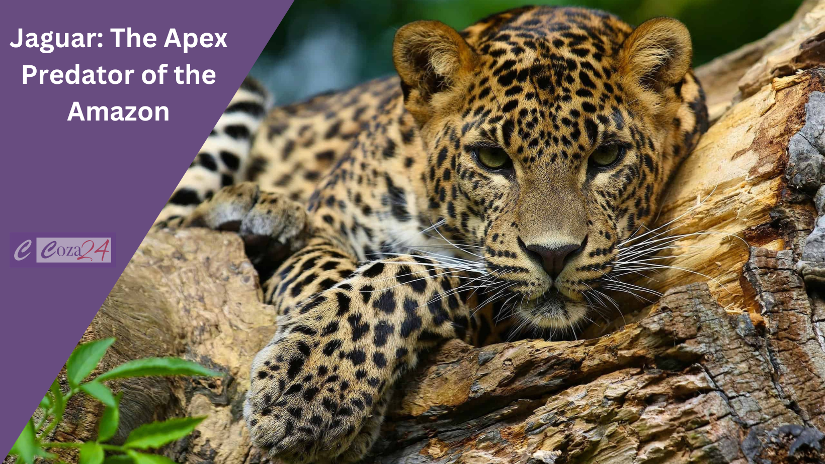 Jaguar: The Apex Predator of the Amazon