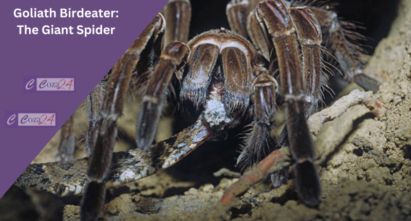 Goliath Birdeater: The Giant Spider