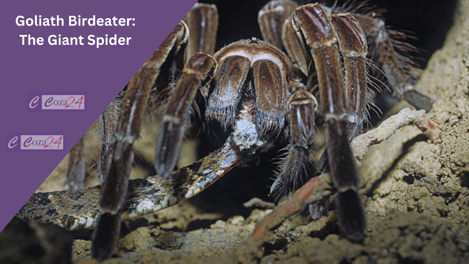 Goliath Birdeater: The Giant Spider