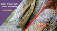 Green Anaconda Vs Giant Anaconda: Which One is bigger And What's the Difference?
