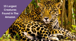 15 Largest Creatures Found In The Amazon