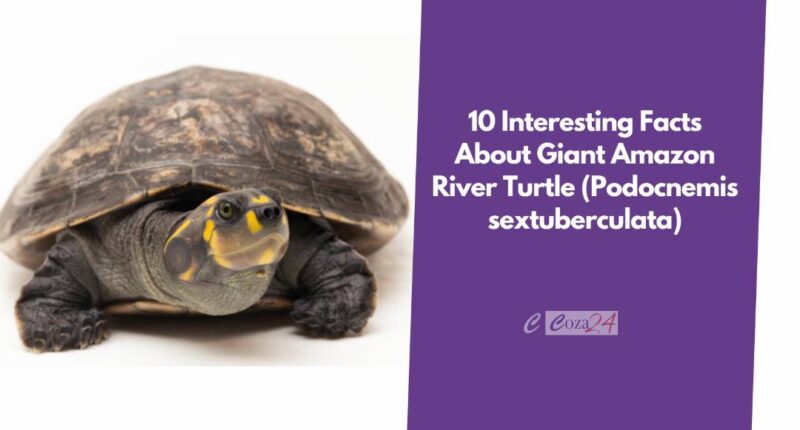 Giant Amazon River Turtle