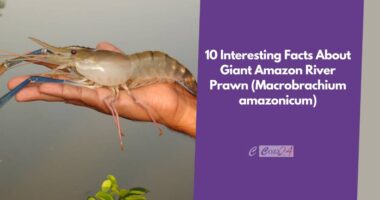 Giant Amazon River Prawn