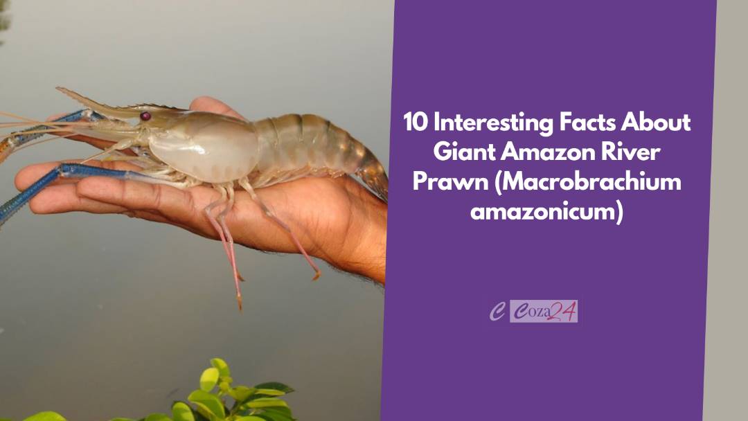 Giant Amazon River Prawn