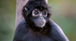 10 Surprising Facts About Spider Monkeys