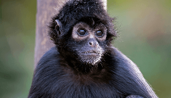 10 Surprising Facts About Spider Monkeys