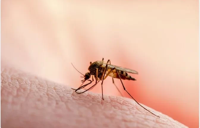 How To Take Care Of A Malaria Patient