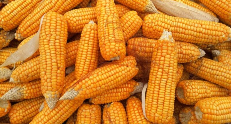 What Happens To Your Body When You Eat Corn?