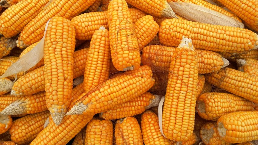 What Happens To Your Body When You Eat Corn?