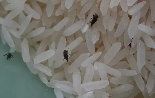 What Happens to Your Body If You Eat Weevil-Infested Rice?