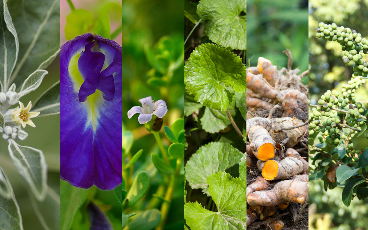 6 Best Herbs to Boost Brain Power and Memory