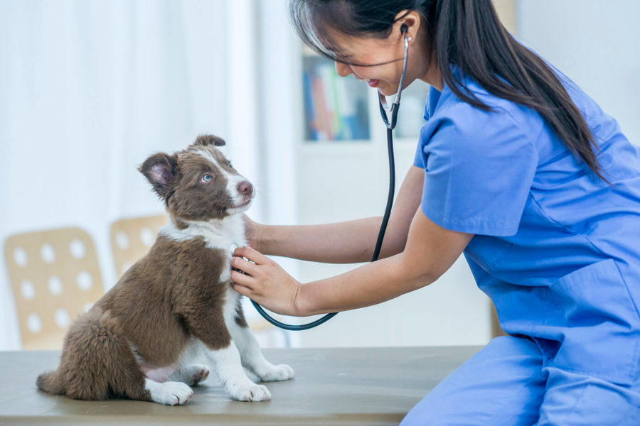10 Best Pet Insurance In Ohio 2023 | Full Step-by-step Guide