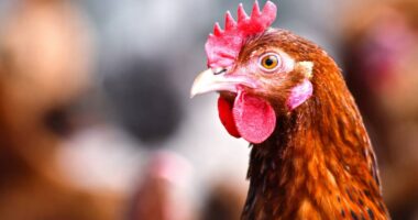 South Africa Bird Flu Outbreak: Poultry industry faces mounting losses