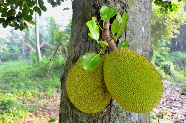 Exploring the Health Benefits of Eating Ukwa (Breadfruit) Seeds