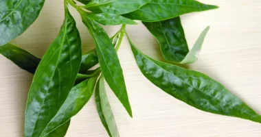 30 Incredible Ailments You Never Knew Bitter Leaf Could Cure